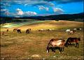 704 - HORSES NO4234 - RADOVANOVIC BRANIMIR - serbia